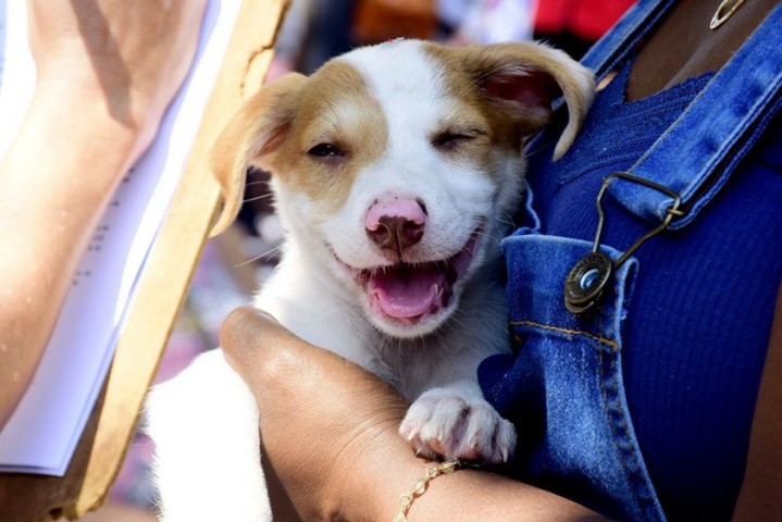 CCZ Resende promove última feira de adoção de animais de 2019 neste sábado, dia 7