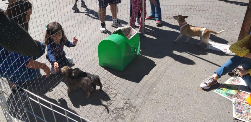 Onze animais foram adotados no espaço montado na Rua de Compras do bairro Santo Agostinho