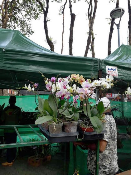 Exposição de Orquídeas promove ação social em Barra Mansa