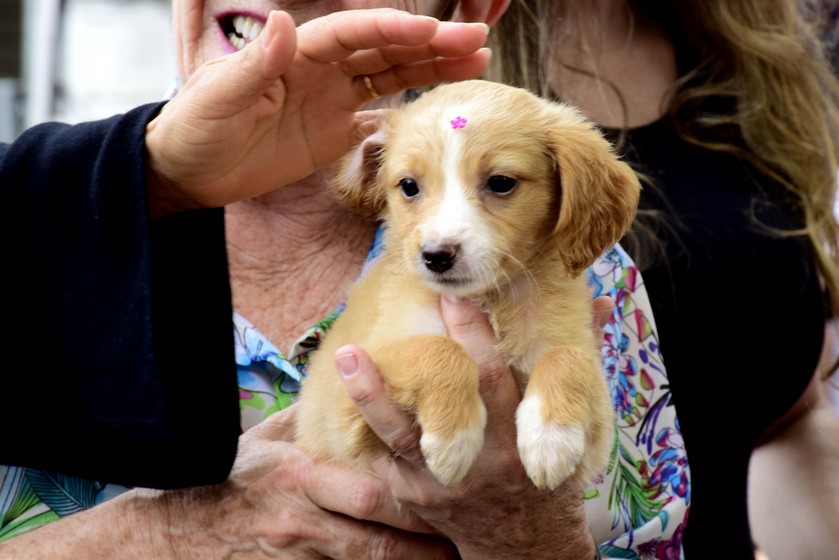 Prefeitura de Resende realiza feira de adoção de cães e gatos