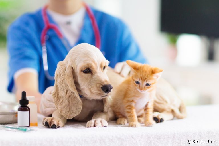 Prefeitura de Itatiaia oferece consultas veterinárias para animais de pequeno porte