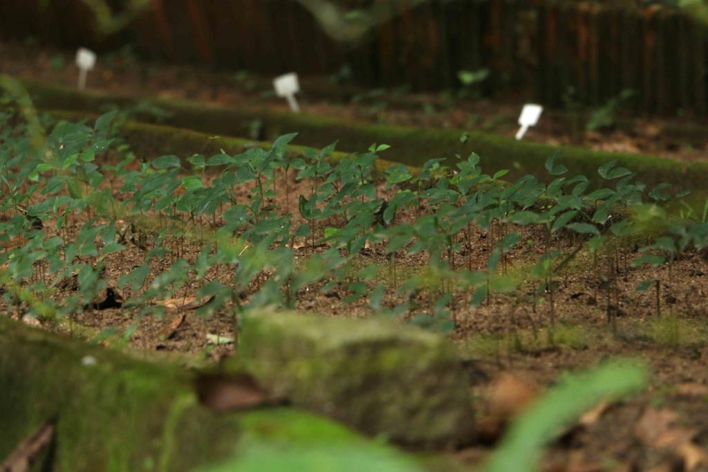 Secretaria de Meio Ambiente inicia projeto Barra Mansa Mais Verde