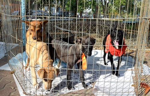 CCZ da Prefeitura de Resende registra mais de 500 adoções de cães e gatos nos últimos anos