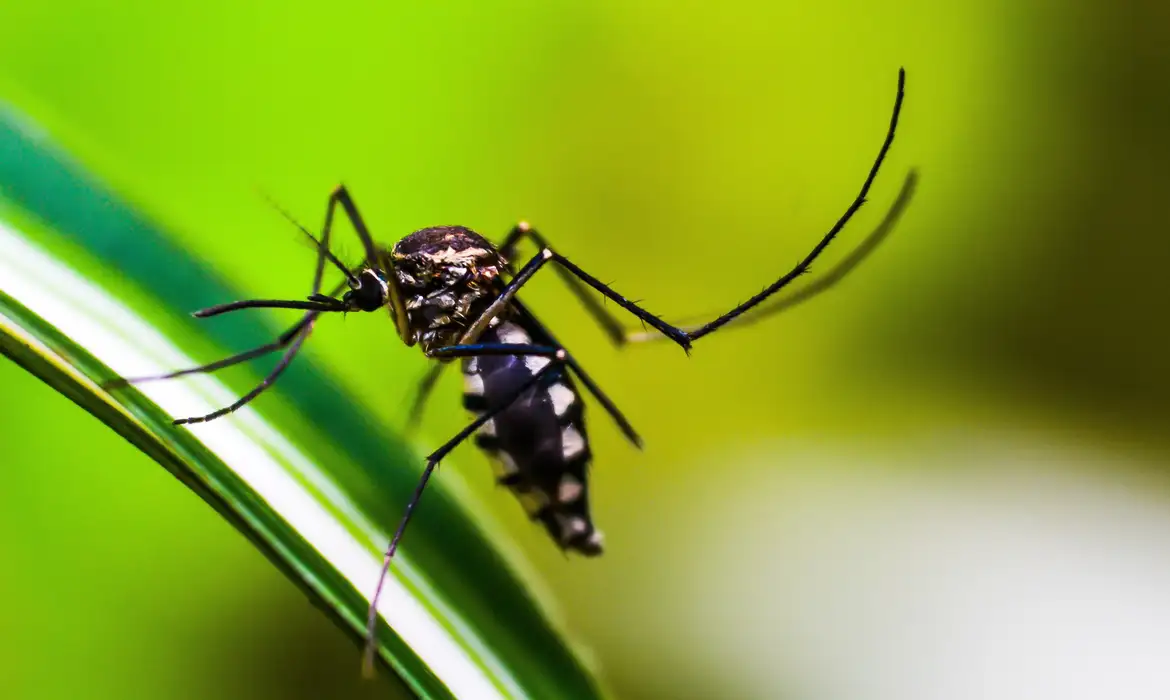 Casos de dengue no Brasil caem 75% em 2026