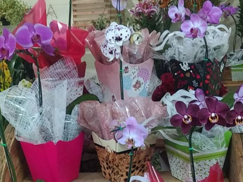 Orquídea Orquídea