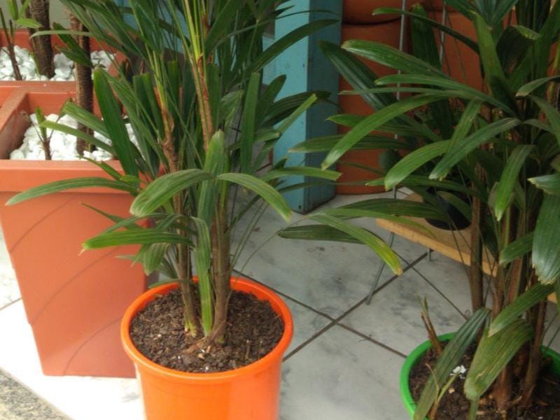 Palmeira Ráfia Palmeira Ráfia