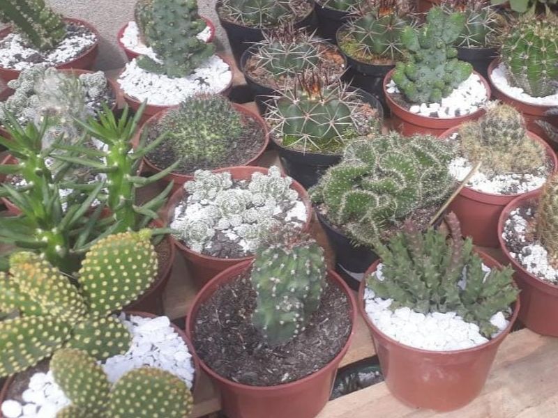 Cactos Cactos